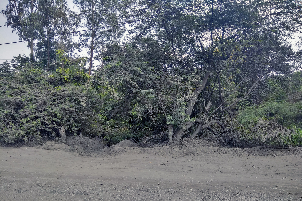 Black dust over trees and on the roadside is an everyday affair. Photo credit: Mayank Aggarwal/Mongabay-India Black dust over trees and on the roadside is an everyday affair. Photo credit: Mayank Aggarwal/Mongabay-India