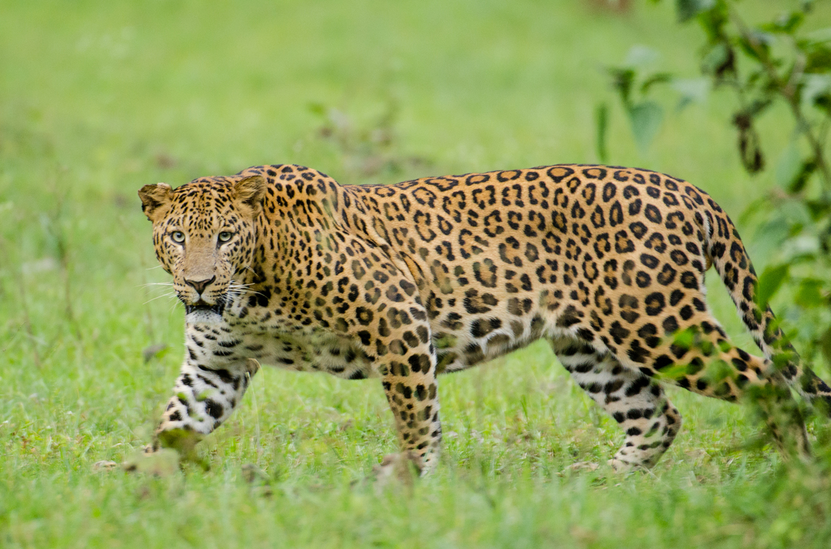 With tigers getting the spotlight, is poaching of leopards increasing