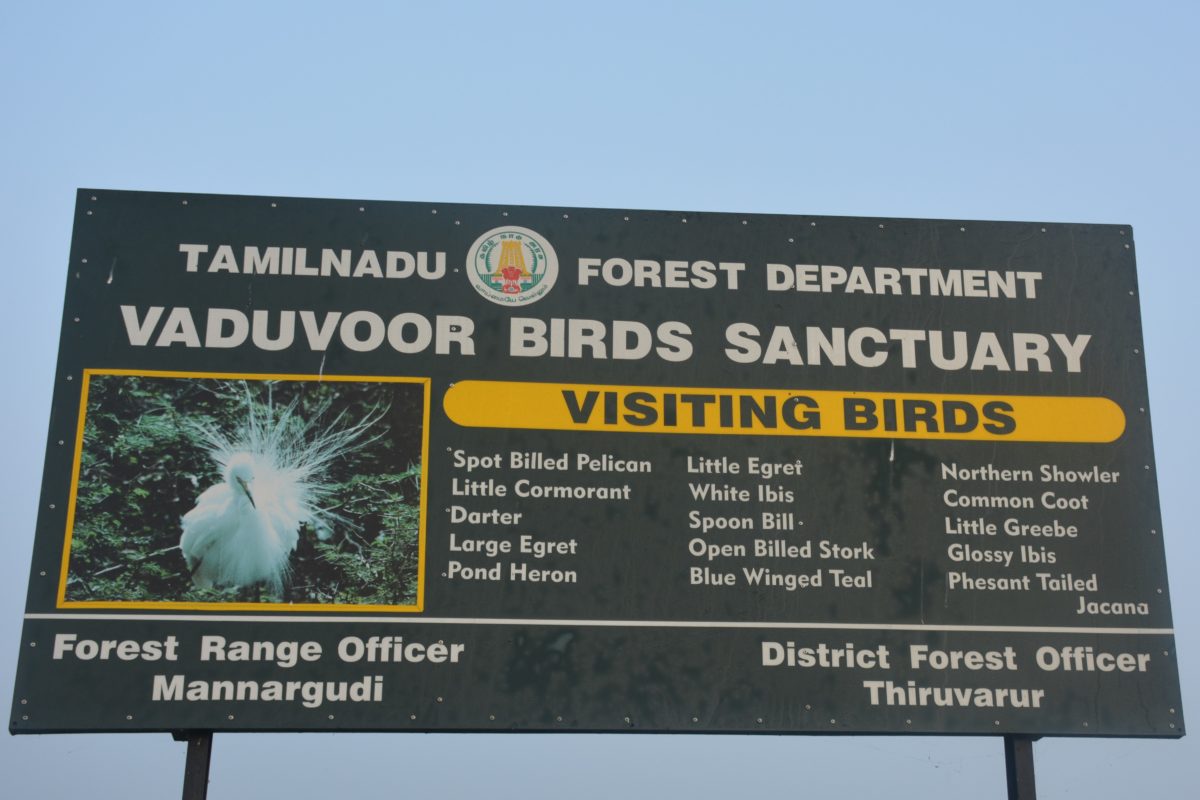 Around 138 species of birds have been observed at Vaduvoor. Many migrate when temperatures drops in their home countries in Europe, the Americas and Russia. Photo credit: Vasudevan Sridharan Around 138 species of birds have been observed at Vaduvoor. Many migrate when temperatures drops in their home countries in Europe, the Americas and Russia. Photo credit: Vasudevan Sridharan