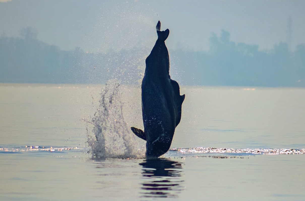 Indian Ocean Humpback Dolphin