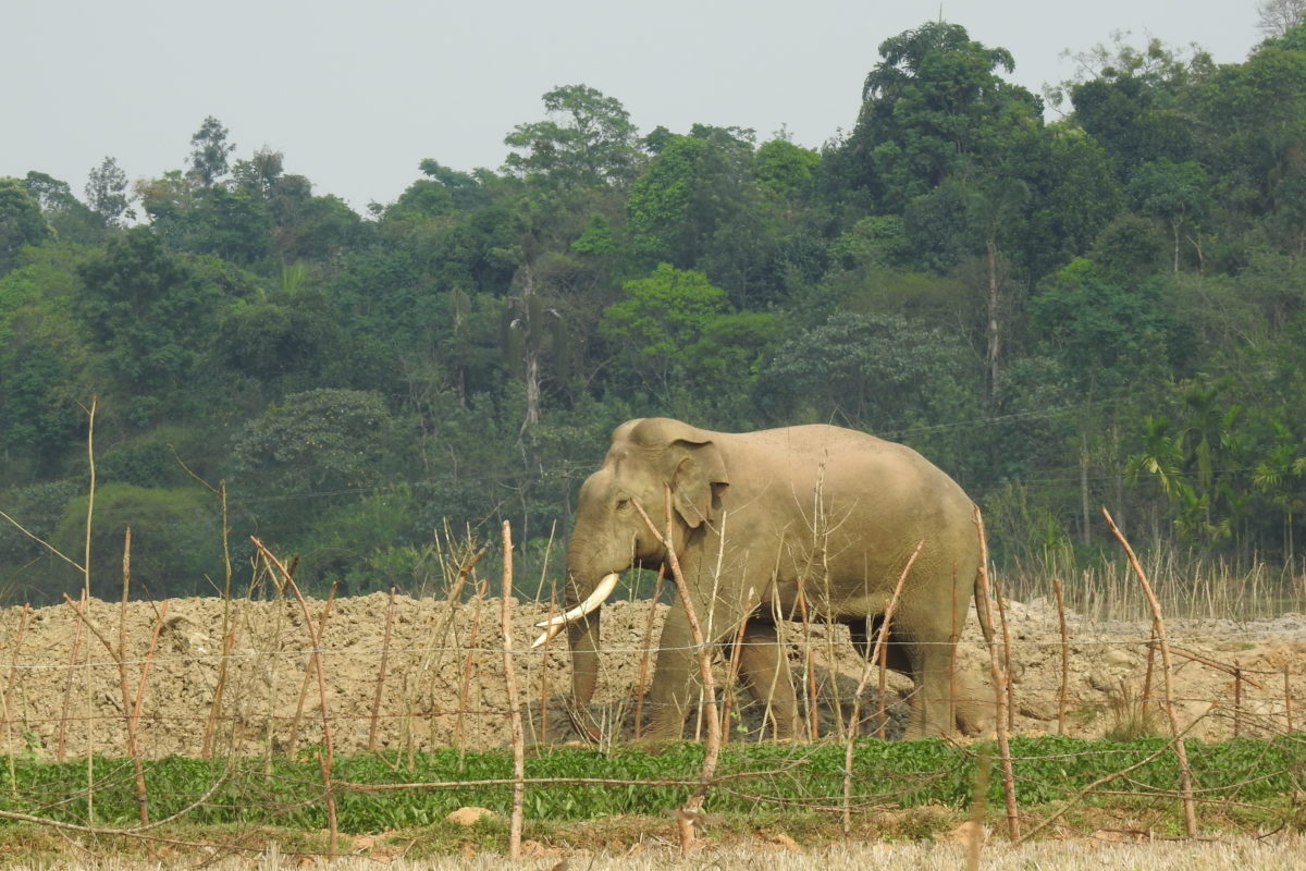 An elephant walking next to a farm in Hassan, Karnataka. Encounters between humans and elephants were increasing and about 5 people died each year due to conflicts, between 2010 and 2016. Photo credit: Ashwin Bhat. An elephant walking next to a farm in Hassan, Karnataka. Encounters between humans and elephants were increasing and about 5 people died each year due to conflicts, between 2010 and 2016. Photo credit: Ashwin Bhat.