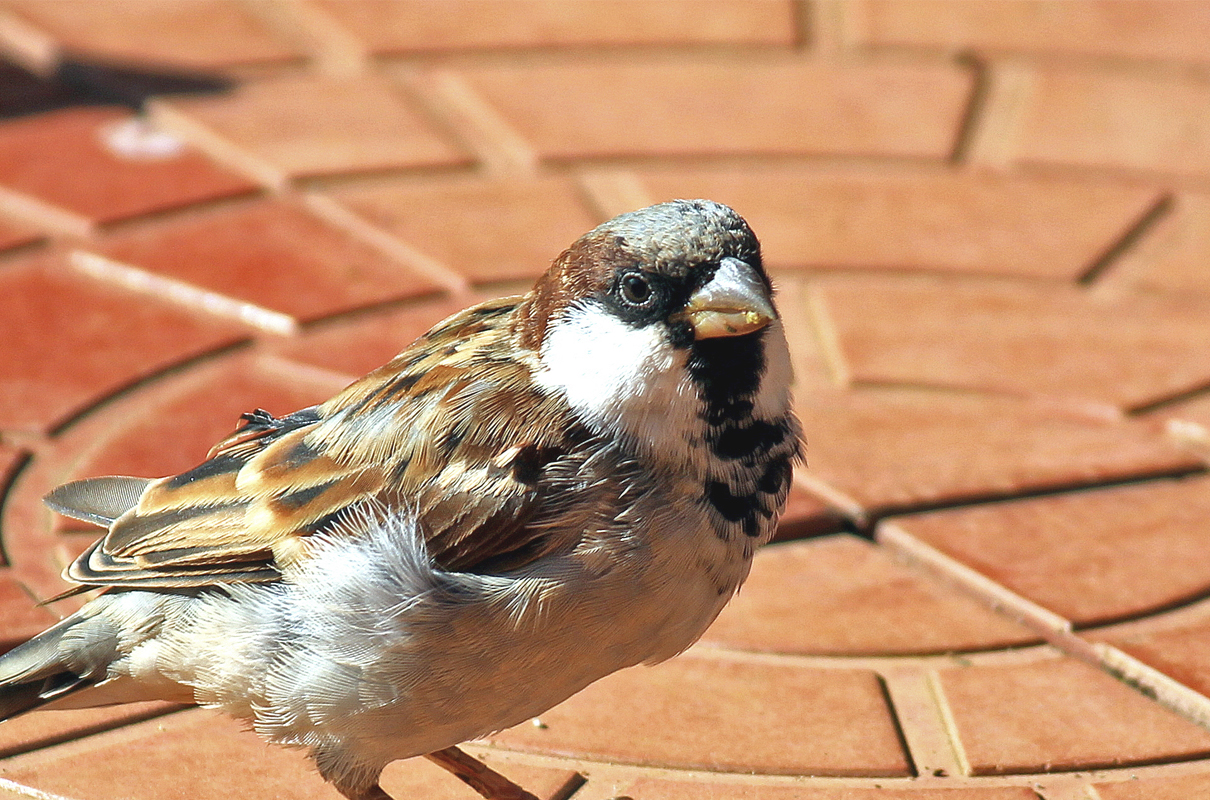 House sparrow. Photo by B Balaji/Flickr