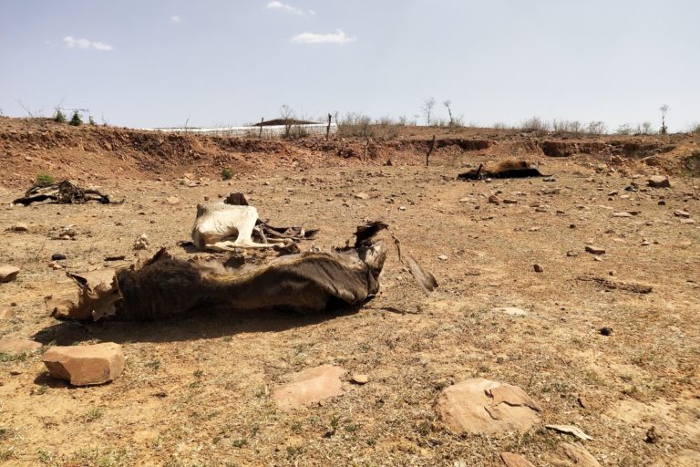 cattle-carcass-bundelkhand