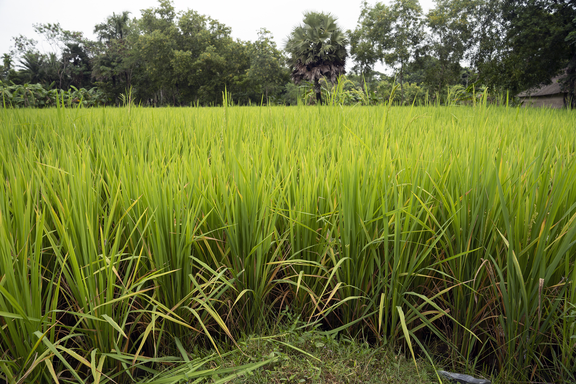 Sunderban-Rice-Field
