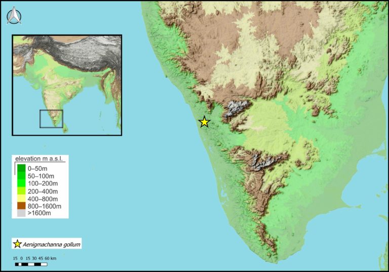 Gollum Surfaces In India Scientists Document The First Underground Snakehead Fish