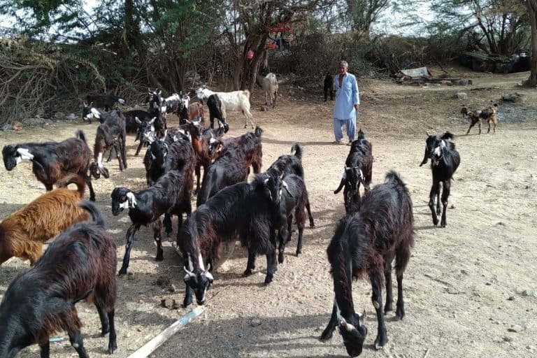 The invisible victims of drought-hit Kutch are the pastoral communities