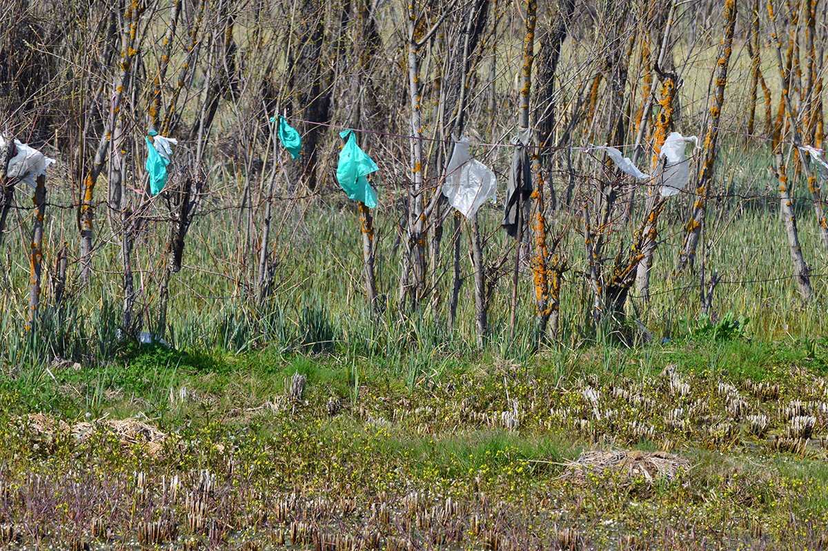 A farmer in Ganderbal hung polythene bags on his fence to protest against the incursion of plastic waste in agricultural fields. Credit: Athar Parvaiz/Mongabay. A farmer in Ganderbal hung polythene bags on his fence to protest against the incursion of plastic waste in agricultural fields. Credit: Athar Parvaiz/Mongabay.