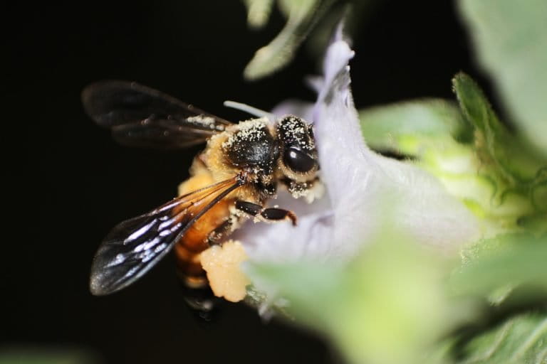 Bee Conservation: A floral calendar for beekeeping and conservation