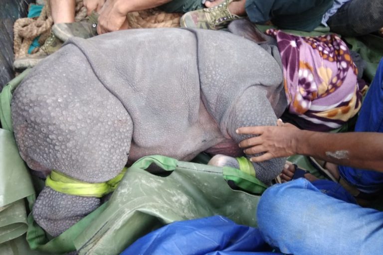 A rescued baby rhino on its way to a rehabilitation centre. Photo by IFAW/WTI.