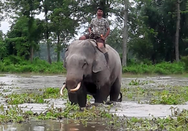 A forest guard patrolling Orang National Park during the floods. While Orang is in a better condition as compared to Kaziranga, other major parks such as Manas, Pobitora and Dibru Saikhowa don't get enough attention. Photo by Ramesh Gogoi, DFO, Mangaldoi.