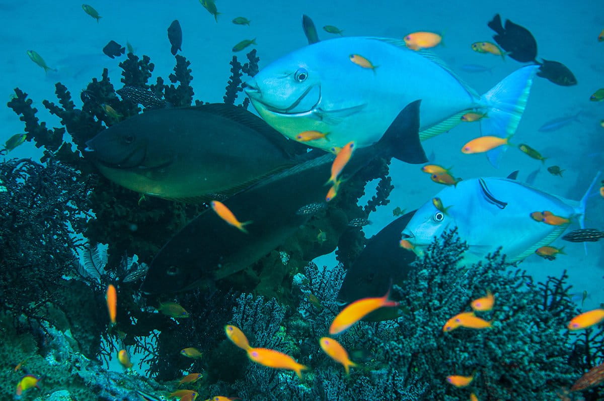 Surgeonfish collect on a deep cleaning station to be attended by cleaners. They take turns to get cleaned and will often change from their dark colours to a light blue in a matter of seconds. This is thought to help communicate the desire to be cleaned as well as to make skin parasites more easily visible to the cleaner wrasse. Photo by Umeed Mistry.