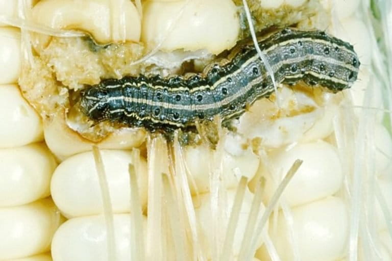 Fall armyworm (Spodoptera frugiperda) larva on maize cob. The larvae, which are marked with a distinct inverted "Y" on the front of the head, feed on a wide variety of plants. Photo by Phil Sloderbeck/Kansas State University/Bugwood.org (CC BY-NC 3.0 US)