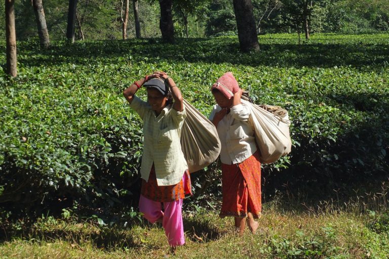 Labour shortage has impacted the tea industry.