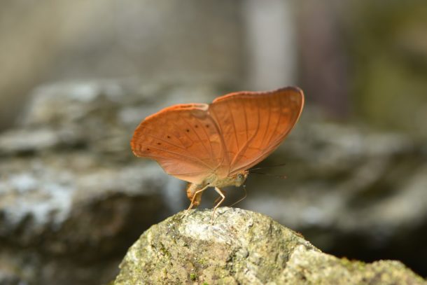 Tamil Yeoman on a stone. Credit: Mohan Prasath/Act for Butterflies