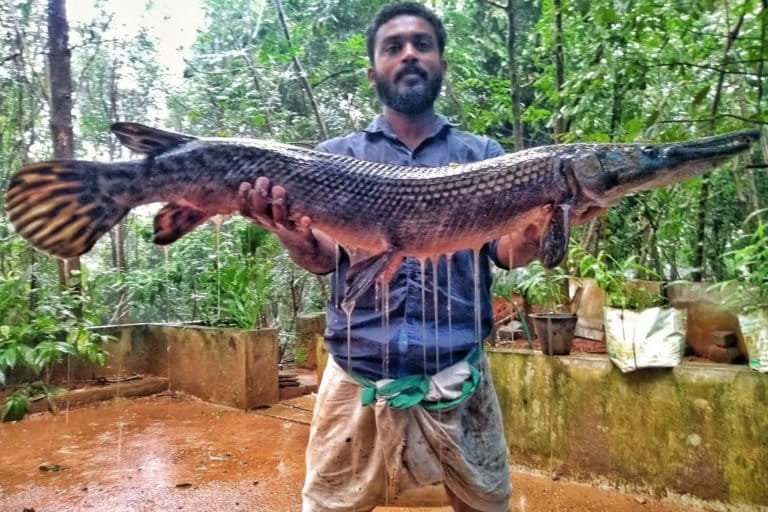 un om afișează un gar aligator prins dintr-un râu din Kerala. Peștele poate măsura până la trei metri lungime și ar putea pune în pericol speciile native de pești. Fotografie de la Smrithy Raj.