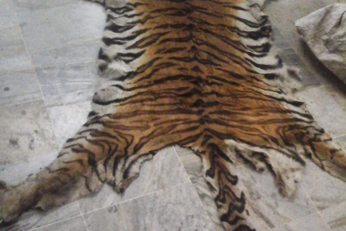 tiger skin seized by customs in 2015