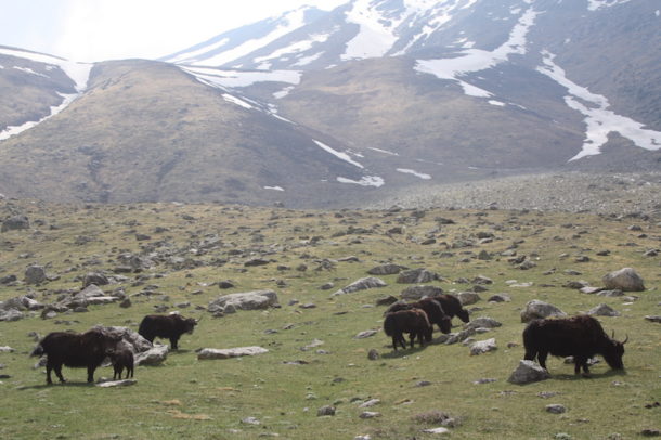 A group of wild yak. Credit: Sadhan Basumatary/Mongabay