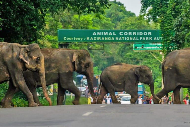 A herd of elephants during floods in Assam. Photo by Arun Vignesh.