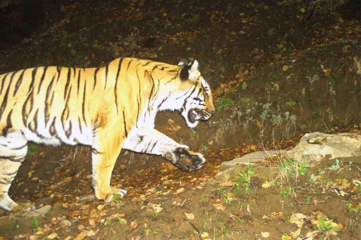 Among India, Bhutan and Nepal, GTF’s study found the presence of tiger at an altitude of over 4,000 metres. Camera trap image by Global Tiger Forum/World Wildlife Fund/Uttarakhand Forest Department.