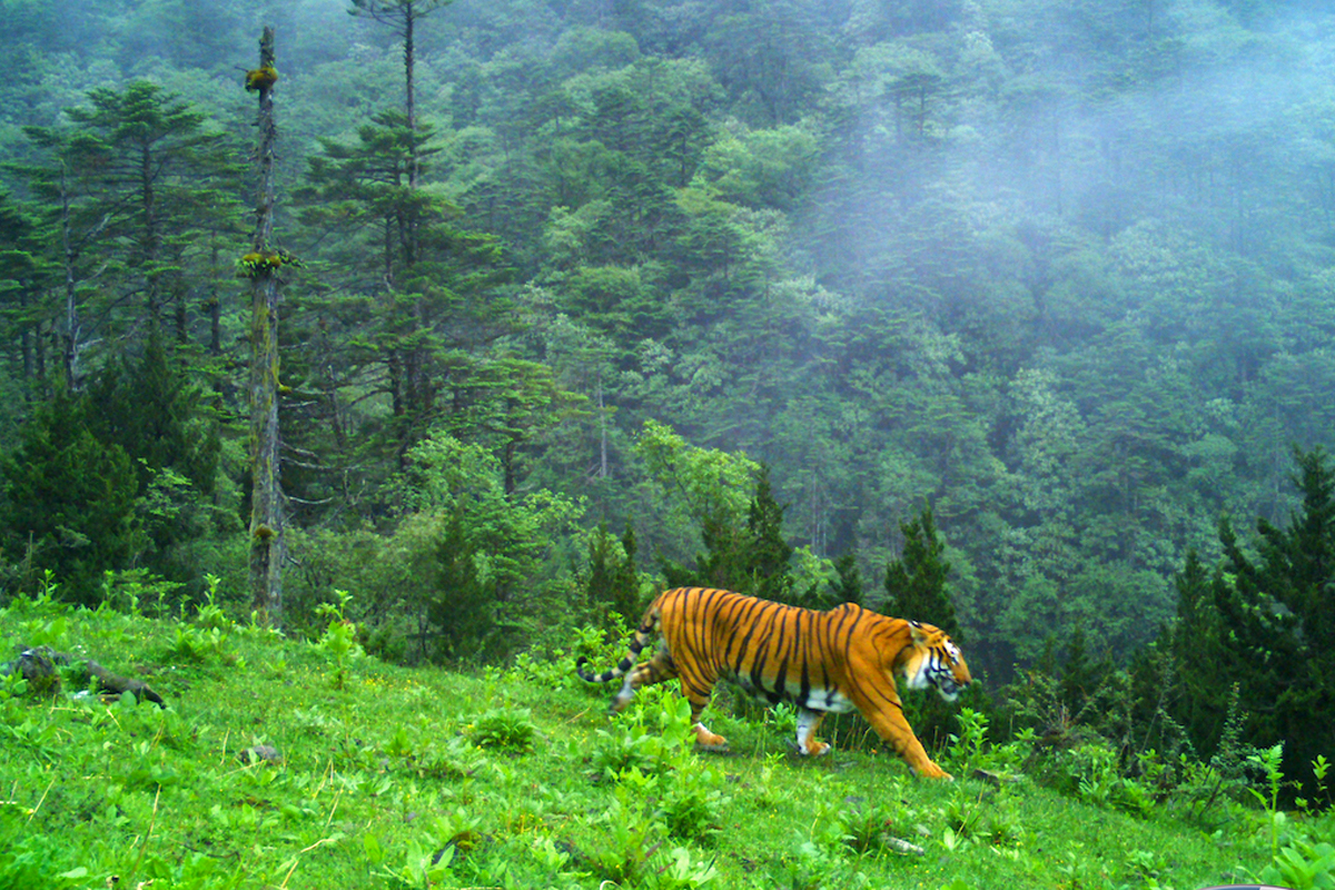 South Asia, mainly India, is home to the majority of the global wild tiger population. Camera trap image by Global Tiger Forum/World Wildlife Fund, Sikkim Forest Department.