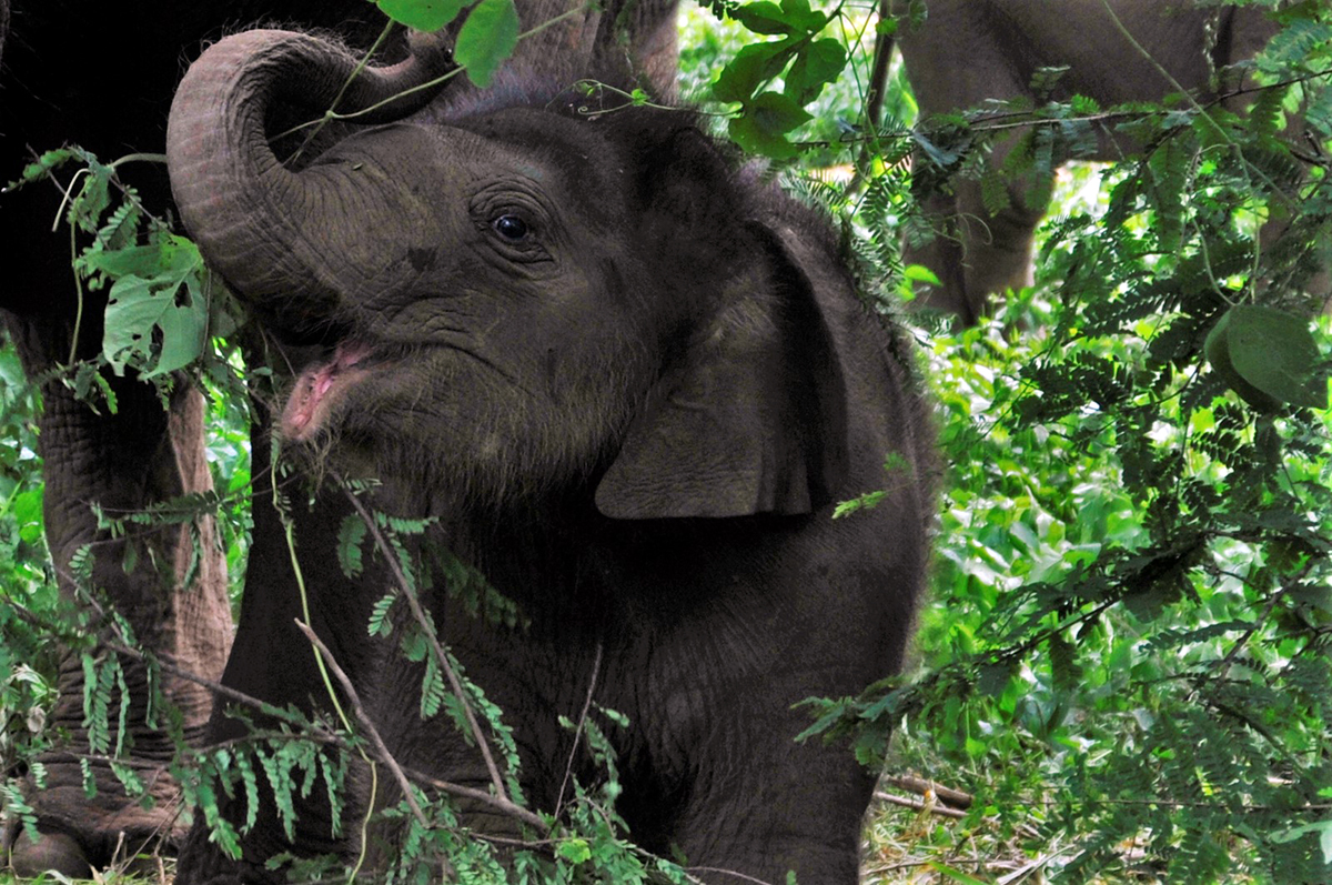 An elephant calf inside an estate in Somwarpet, Kodagu. Credit: Abhishek N Chinnappa/Mongabay