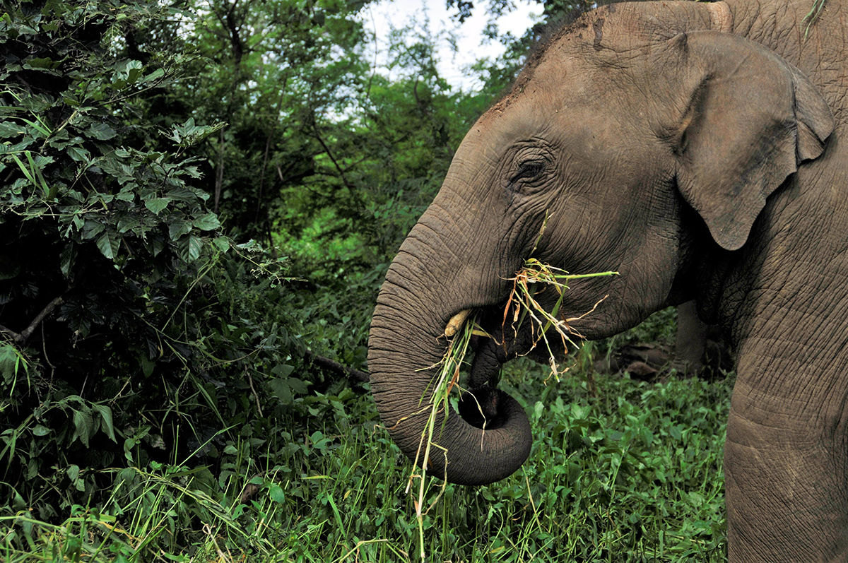 Some estate-bred elephants eat, rest and breed in the estates to adapt to the changing landscapes. Credit: Abhishek N Chinnappa/Mongabay