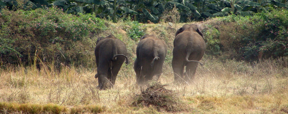 Commentary How Elephants Navigate Fences