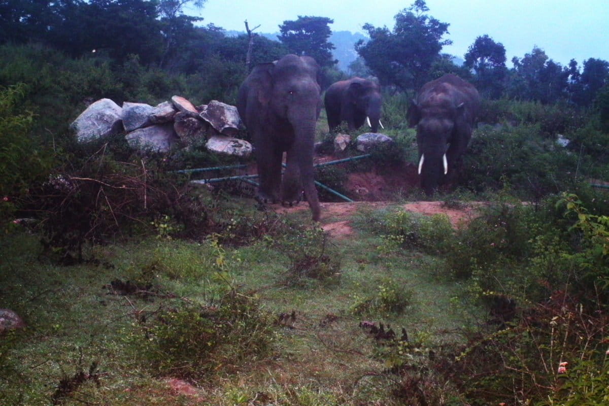 How elephants navigate fences