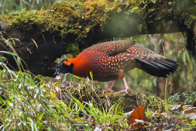 Satyr Tragopan CBD