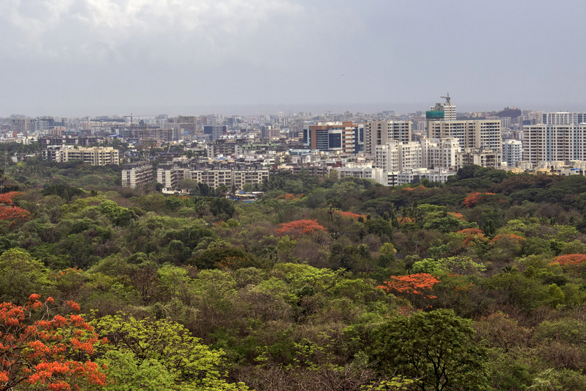 Mangrove Forests of Aarey