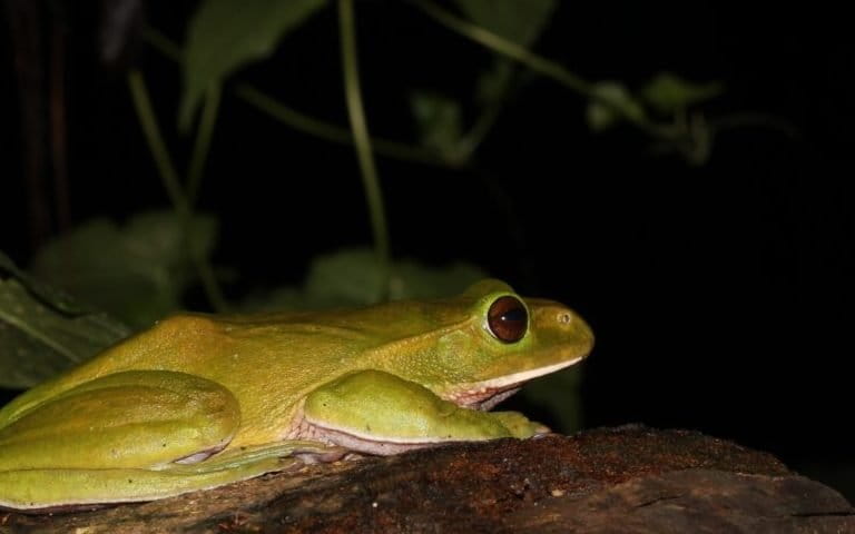 A blood-red, snake-like burrowing fish from Meghalaya