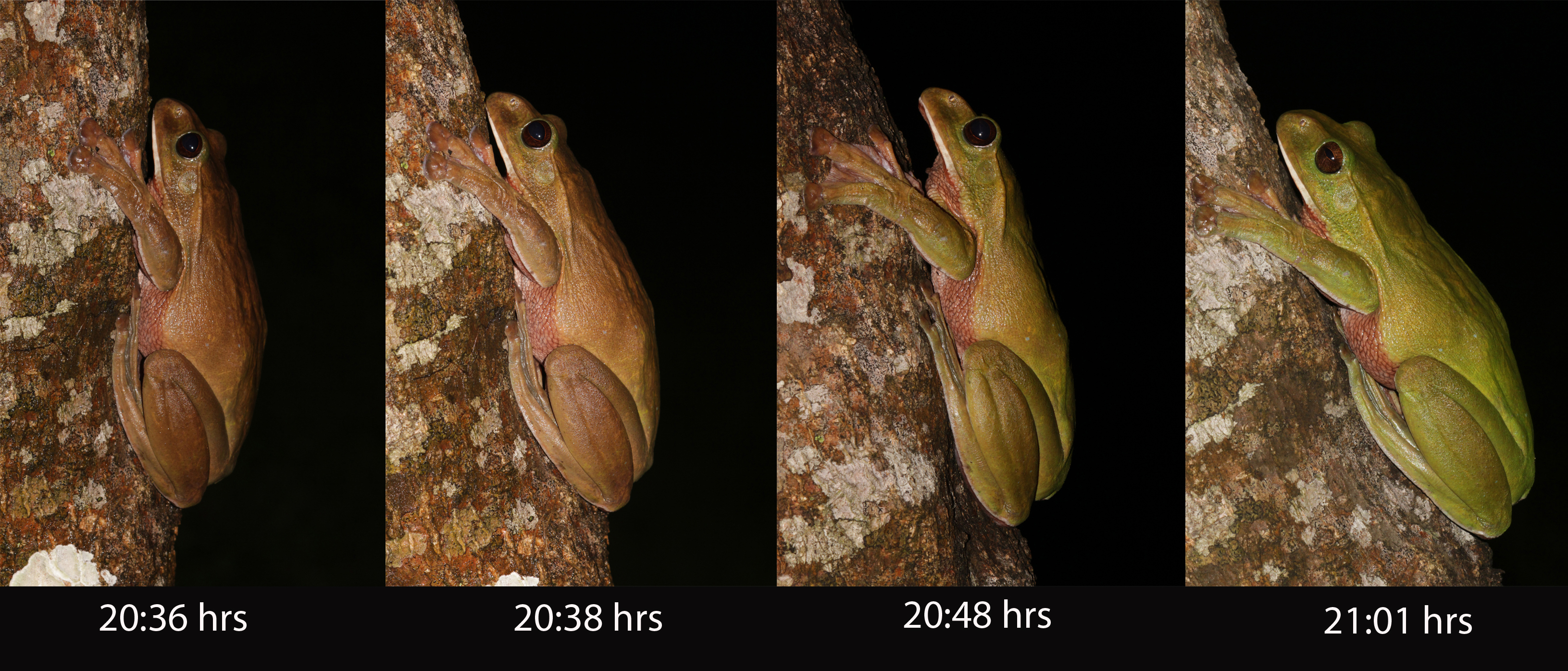 Researchers captured the sequence of color change from brown to green in Rhacophorus smaragdinus (now Zhangixalus smaragdinus). It took 25 minutes from the first photo in the left to the last one. This change was relatively slow compared to the initial colour change from green to brown upon handling. Photo courtesy C.K. et al. (2019).