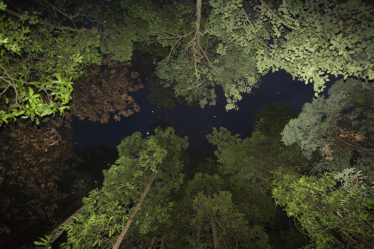 A view of the tree canopy inside Myristica swamps. Photo by Pradeep Hegde.