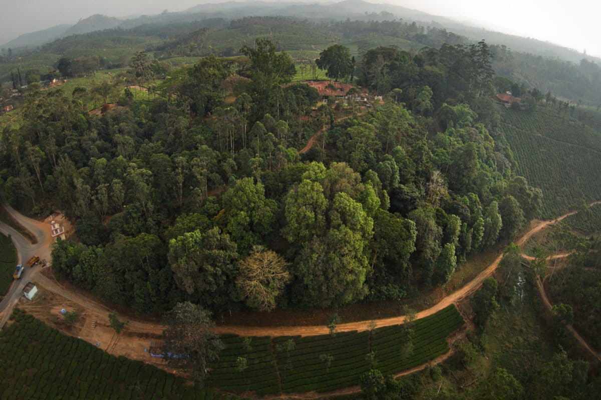 A rainforest fragment and in the Anamalai Hills. Areas close to the road towards the bottom-left of the image were restored during 2002-03. Photo by Kalyan Varma.