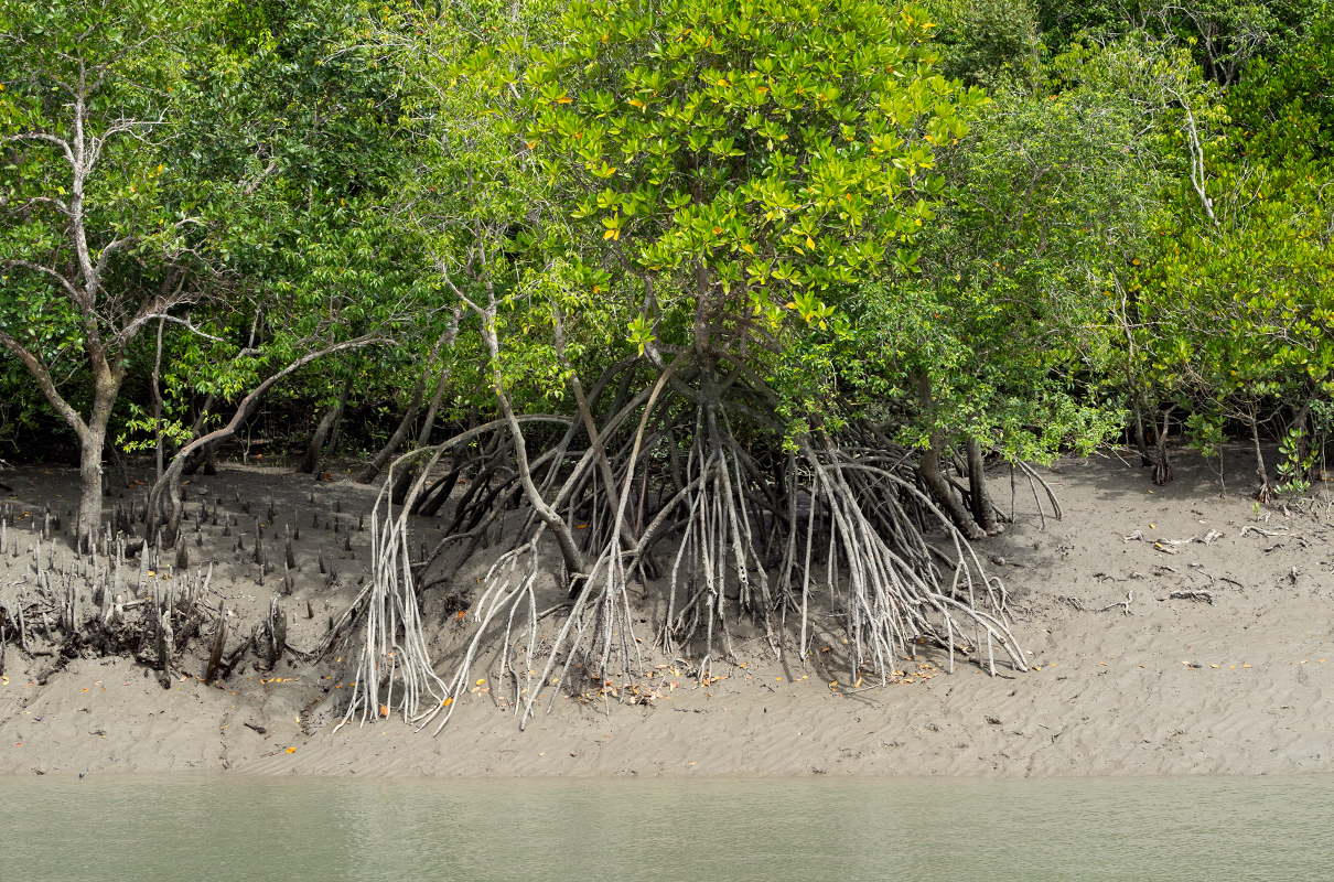 Mangrove act as natural buffers against disasters such as coastal floods and cyclones. Photo by Kartik Chandramouli/Mongabay.