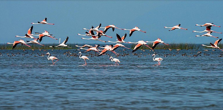 Migratory birds in the Chilika lake. Photo by Government of Odisha /Wikimedia Commons.