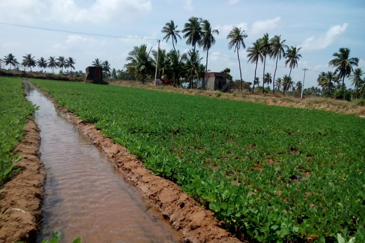 Irrigation linked to reduced rainfall in northern India