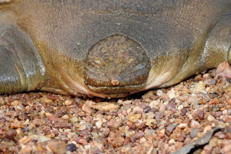 Cantors Giant Softshell Turtle Community Networks To Save A Rare Turtle 