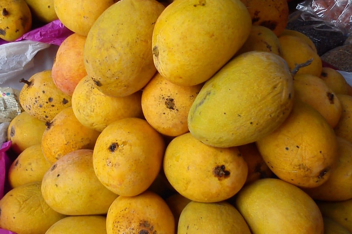 Arrival of alphonso mangoes this year impacted by unexpected weather