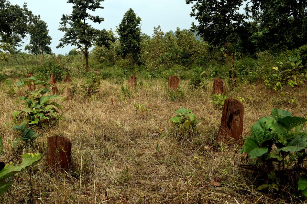 Left with no option, some members of the Kutia Kandha community have been forced to cut teak plants to reclaim their farmland. Photo by Basudev Mahapatra.