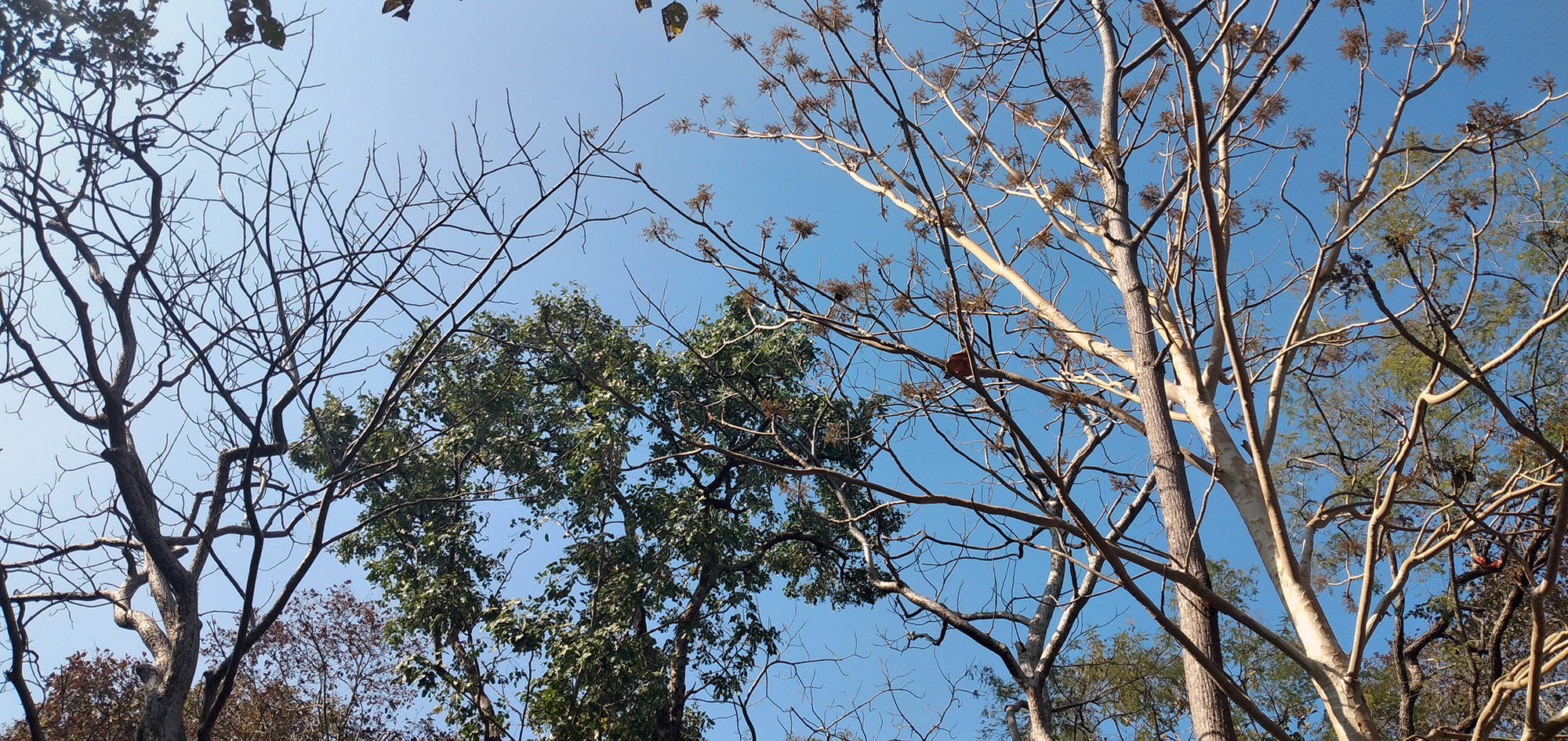 A sacred grove in Jhabua district of Madhya Pradesh where a cluster of specific trees are worshipped and conserved. Photo by Sahana Ghosh/Mongabay.