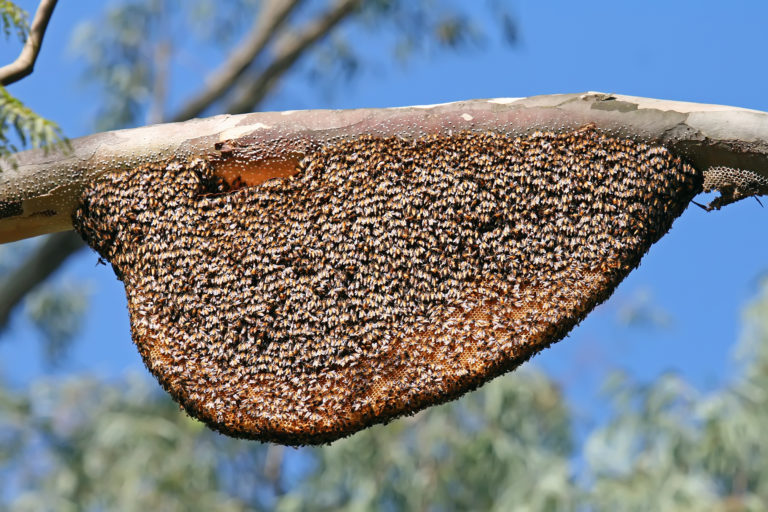 A colony of Apis dorsata or the rock bee, a native honey bee found in India. Bees are important pollinators that ensure food security and sustaining biodiversity. Photo by Muhammad Mahdi Karim/Wikimedia Commons.