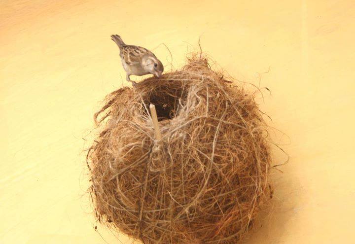 sparrow bird nest