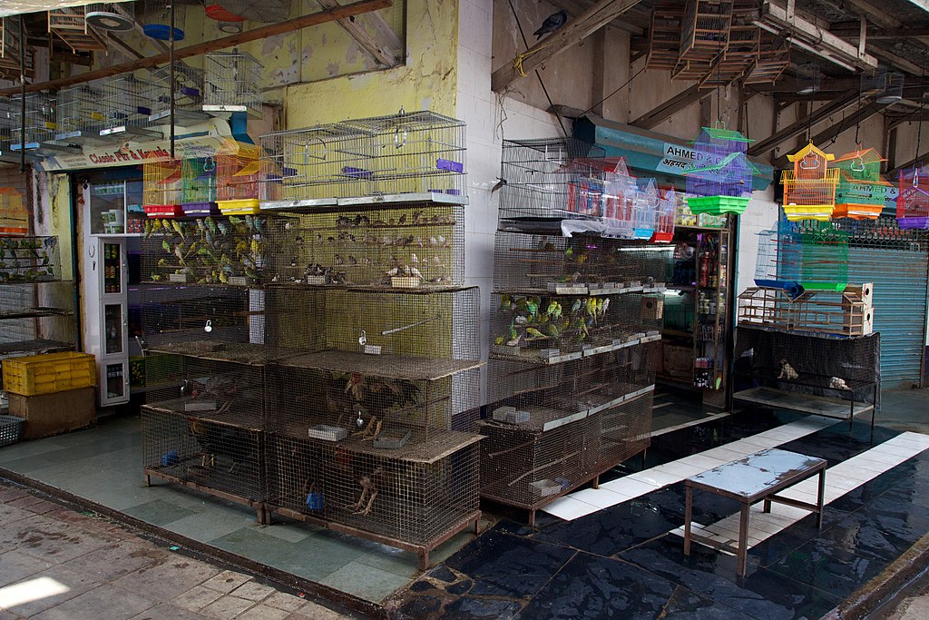 Slim pickings for strays and pets during COVID19 lockdown