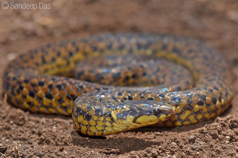 A new species of wood snake in the Western Ghats