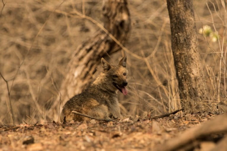 India’s golden jackals are poached predominantly for their meat while ‘jackal horns’ are used in astrology and black magic practices. Photo by Uday Kiran.