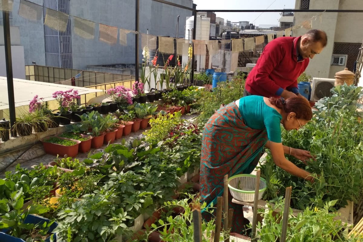 Greens grown in urban kitchen gardens beat the lockdown blues