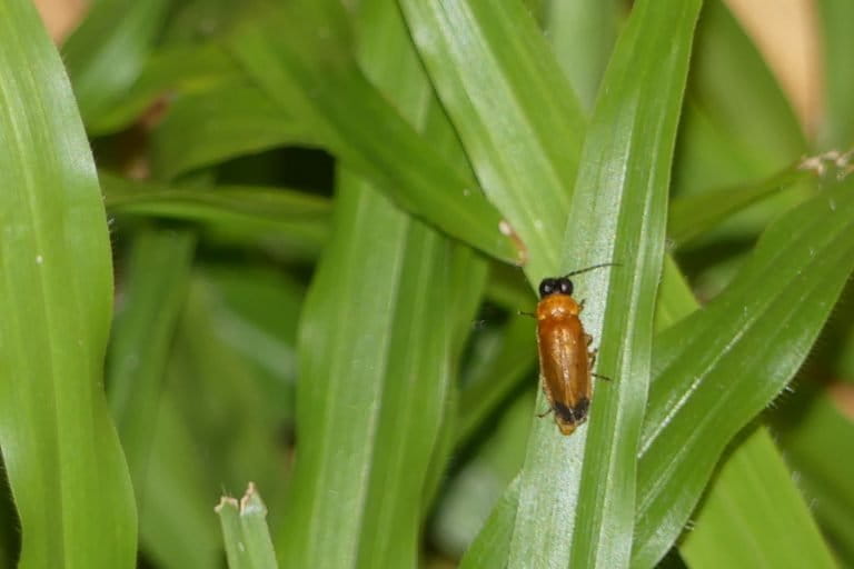 Firefly at Bhavani Island, Andhra Pradesh. Fireflies are beetles comprising around 2,000 species, but only some can glow. Photo by Sumanth699/Wikimedia Commons.