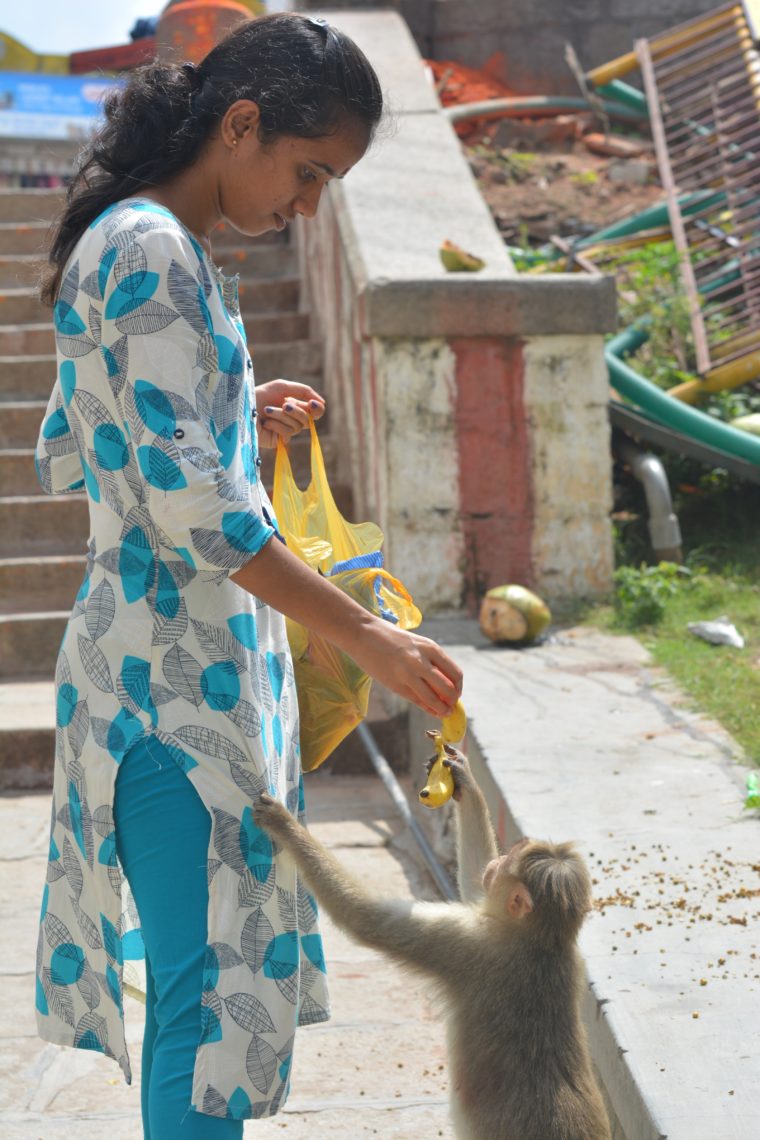 indian macaque