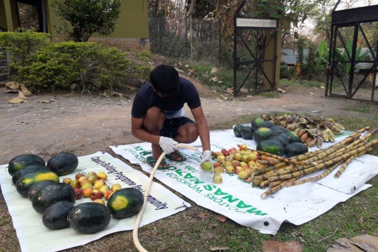 Food for the critically endangered pygmy hogs at the breeding centre in Assam is sourced from Guwahati Zoo due to shortage during the pandemic. Photo by Parag Deka.